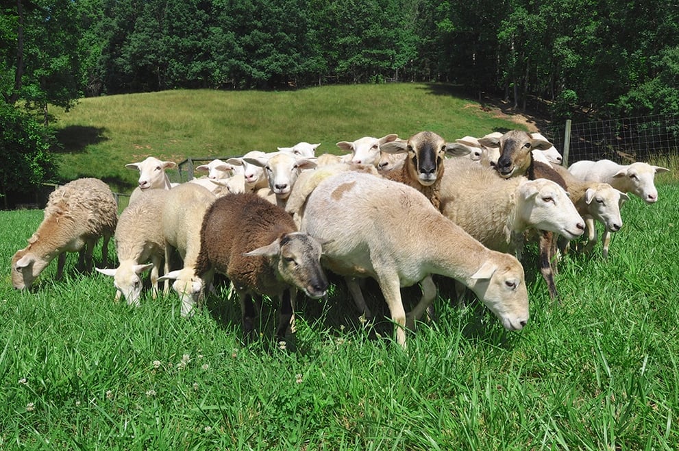Using land to breed animals for profits.jpg