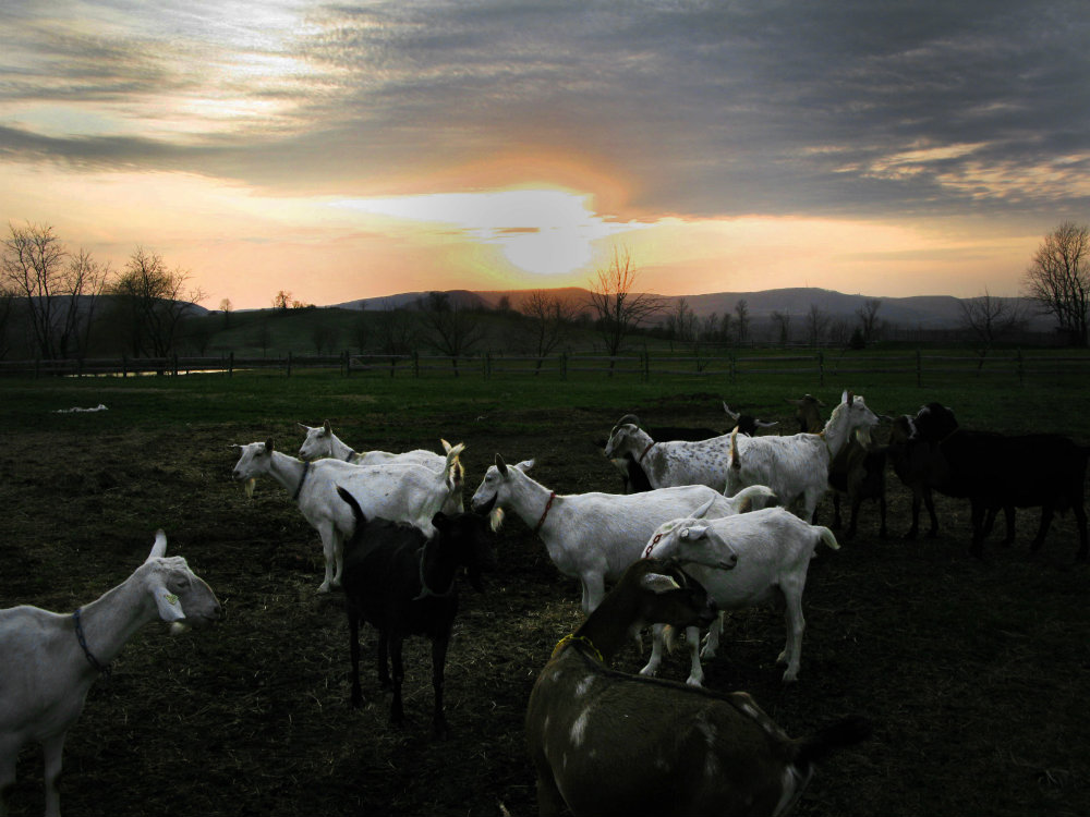 1_Beekman_boys_goats.jpg