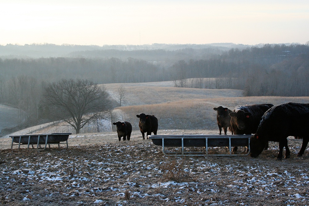 Cattle Lowing at Christmas in the Country.jpg