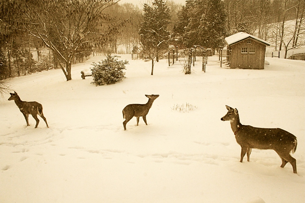 Deer Country Christmas.jpg