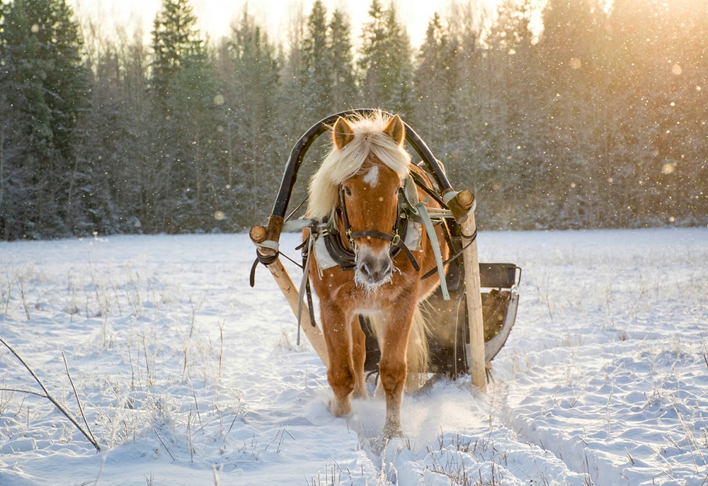 Real Sleighbells Ring ijn the Country.jpg
