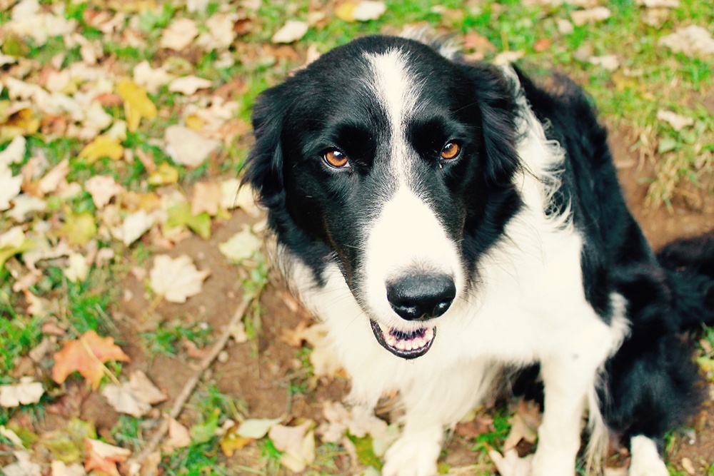 Homestead dog.jpg