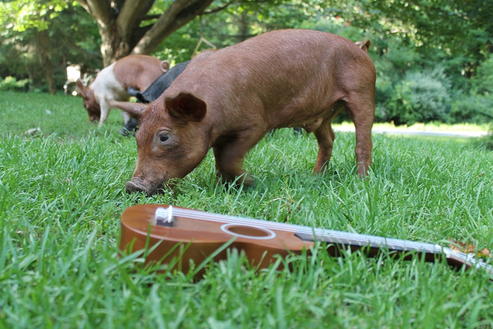 Tips for Homesteading.jpg