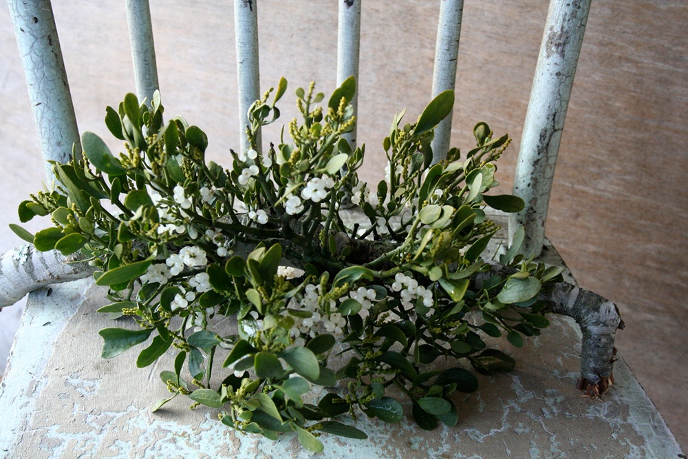 Mistletoe more than just kissing decoration.jpg