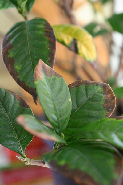 Wintering plants.jpg