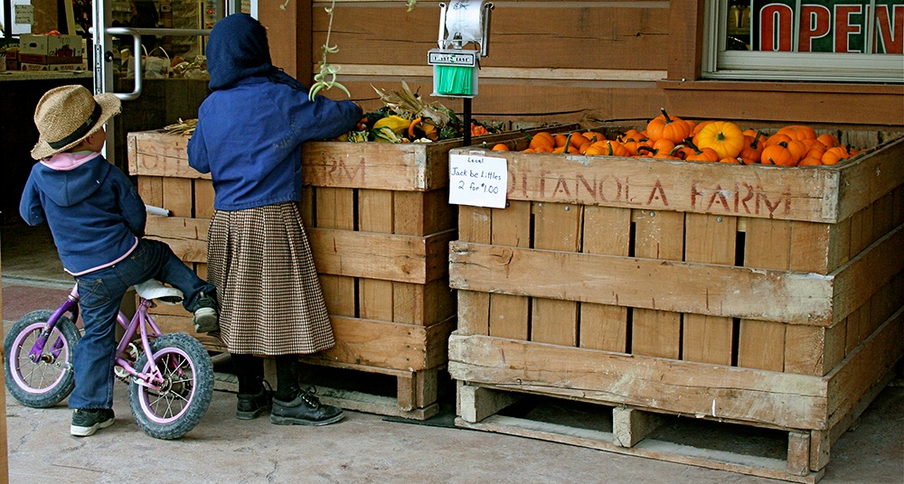 Children_inspect_Jack_be_Little_heirloom_pumpkins.jpg