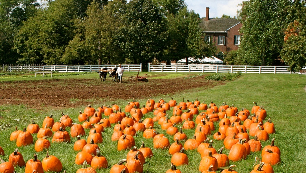 Howden_Heritage_Pumpkins.jpg