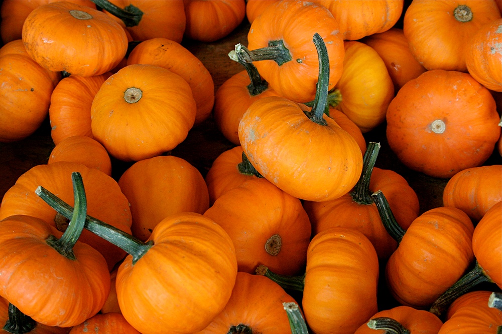Jack_be_Littles_Heirloom_Pumpkins.jpg