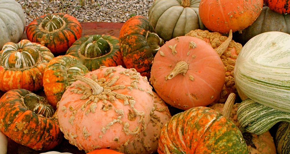 Jarrahdale_Pumpkin_and_other_heritage_kinds.jpg