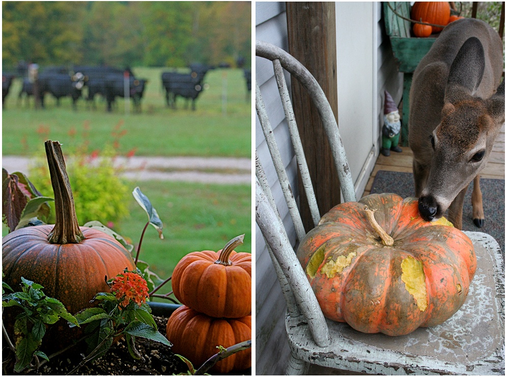 Rouge_Vif_DEtampes_heirloom_pumpkin.jpg