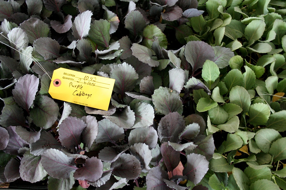 Spring Garden Cabbage.jpg