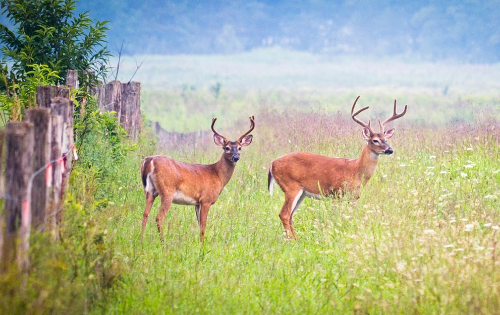 wildlife can impact the value of property