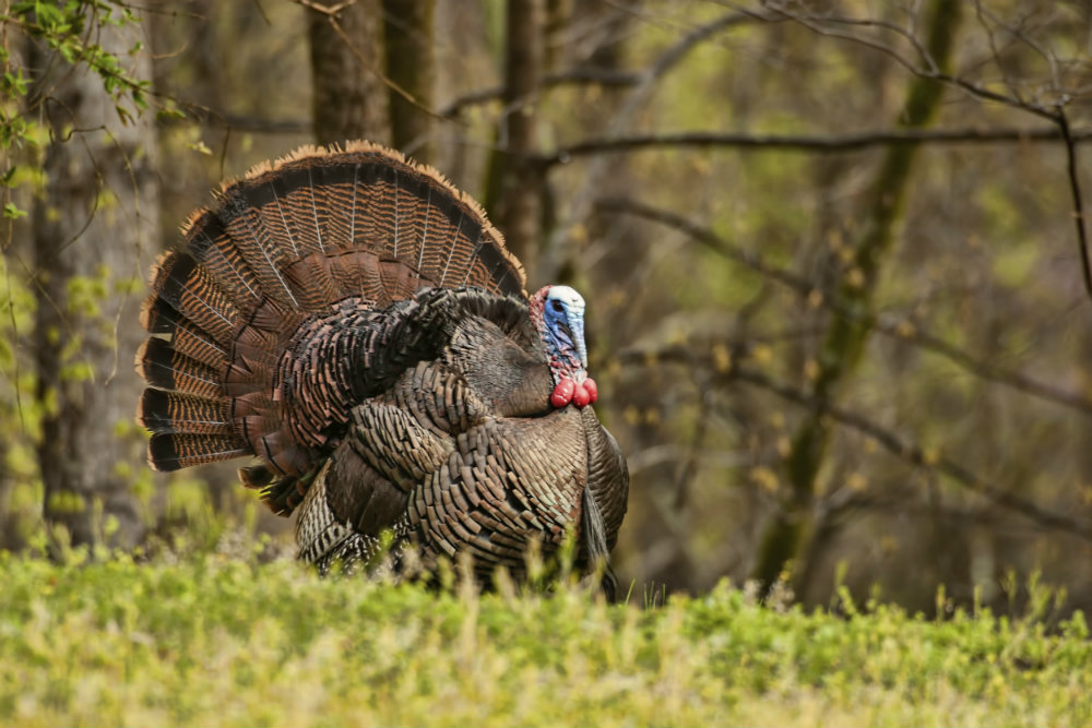 Turkey_Food_Plot.jpg