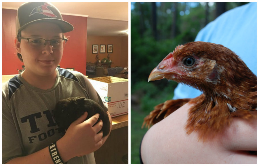 Ag_Science_Class_Livestock.jpg