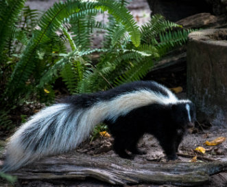 Skunk_information.jpg