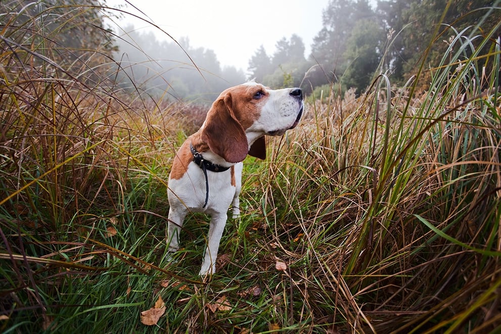 Beagle Hunting.jpg