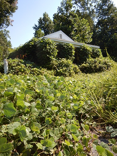 Kudzu vines are prolific.jpg