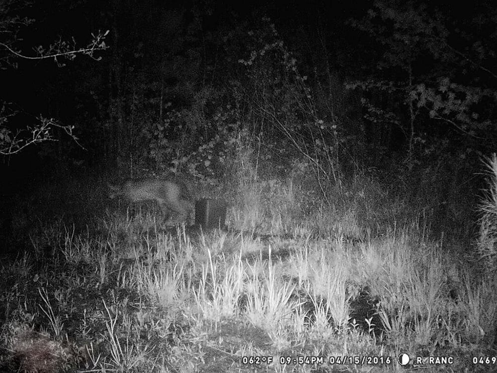 Rare Animal Siting on Trail Cam.jpg