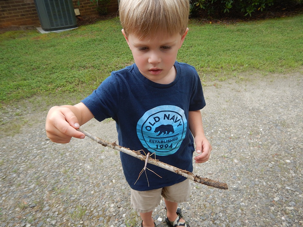 Science Center Stick Insect.jpg