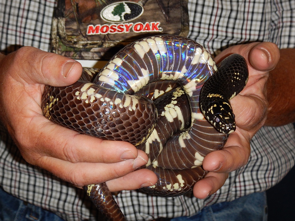 Snake Doctor 14.jpg