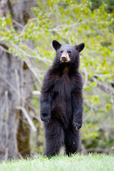 Bear_on_Hind_Legs.jpg