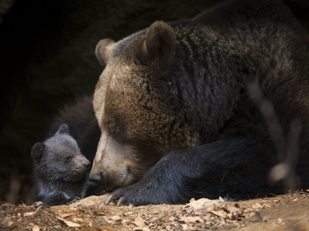 Mama_and_Baby_Black_Bear.jpg