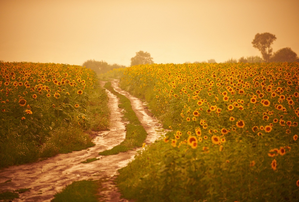 Drought proof dirt roads best.jpg