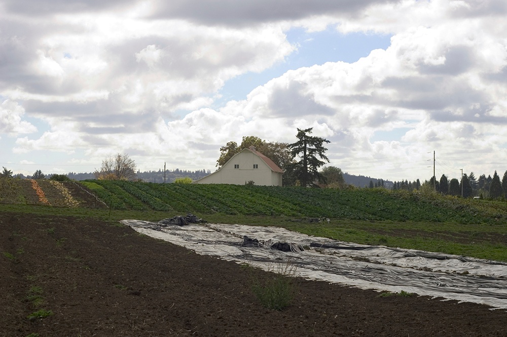 Tarping_garden_prevents_spring_weeds.jpg