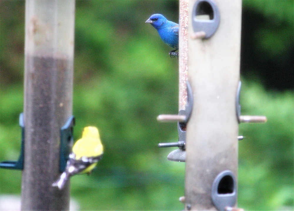 Birds in Backyard.jpg