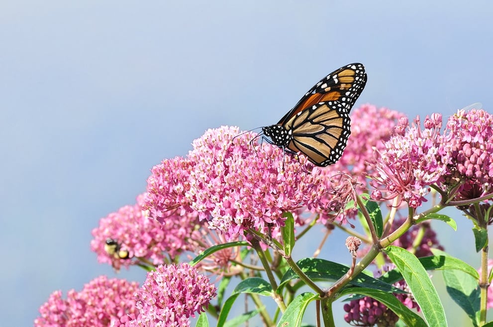 Butterfly on Milkweed.jpg