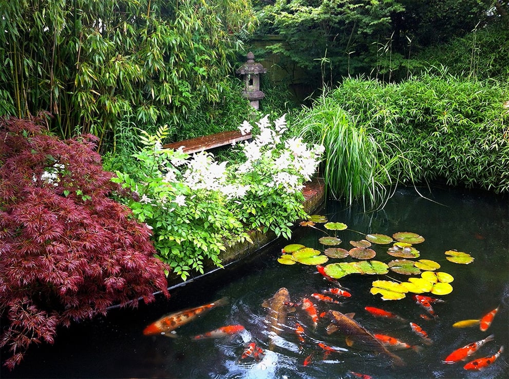DIY Fish Pond.jpg
