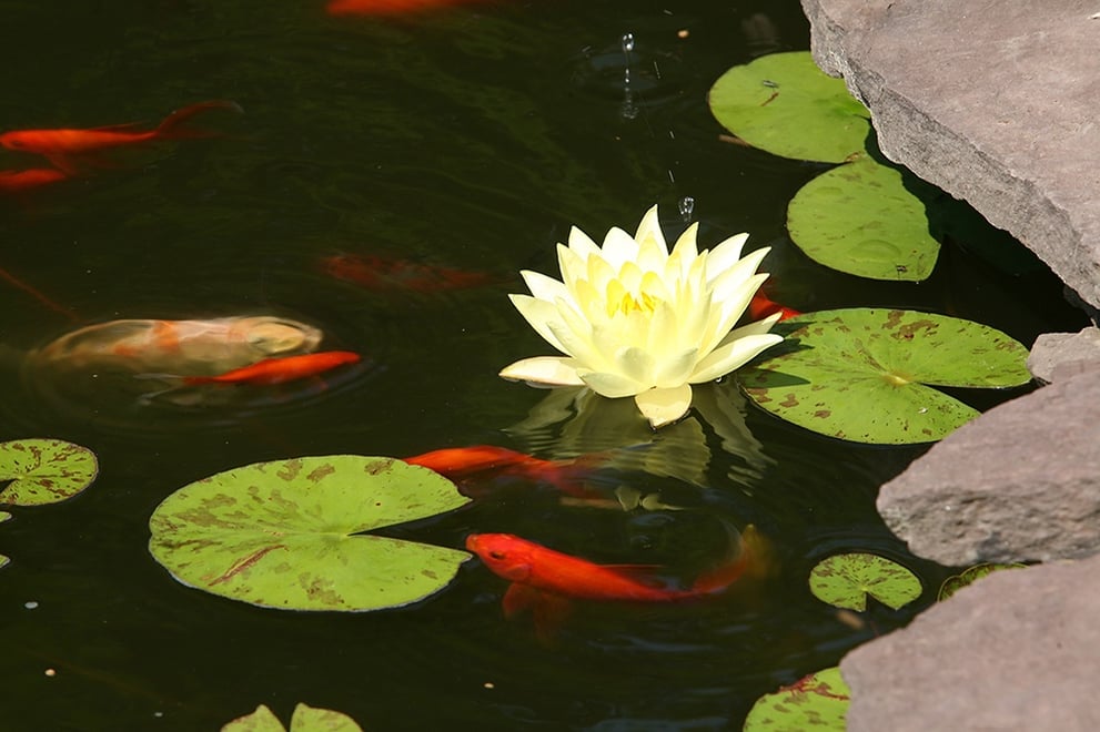 DIY Koi Pond.jpg