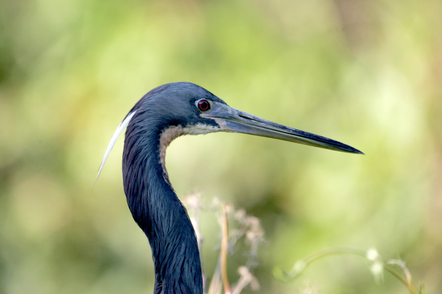 900_BIR__Tri_Colored_Heron_1_NPSPhoto_R.jpg
