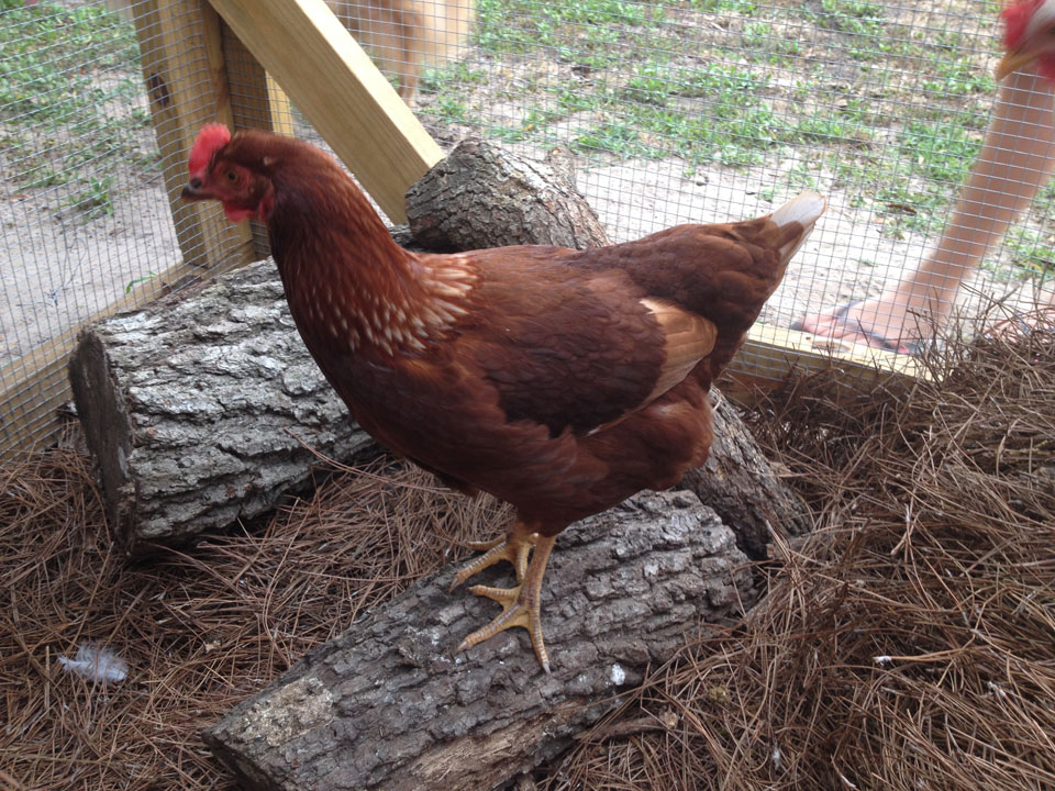 Outdoor-chicken.jpg