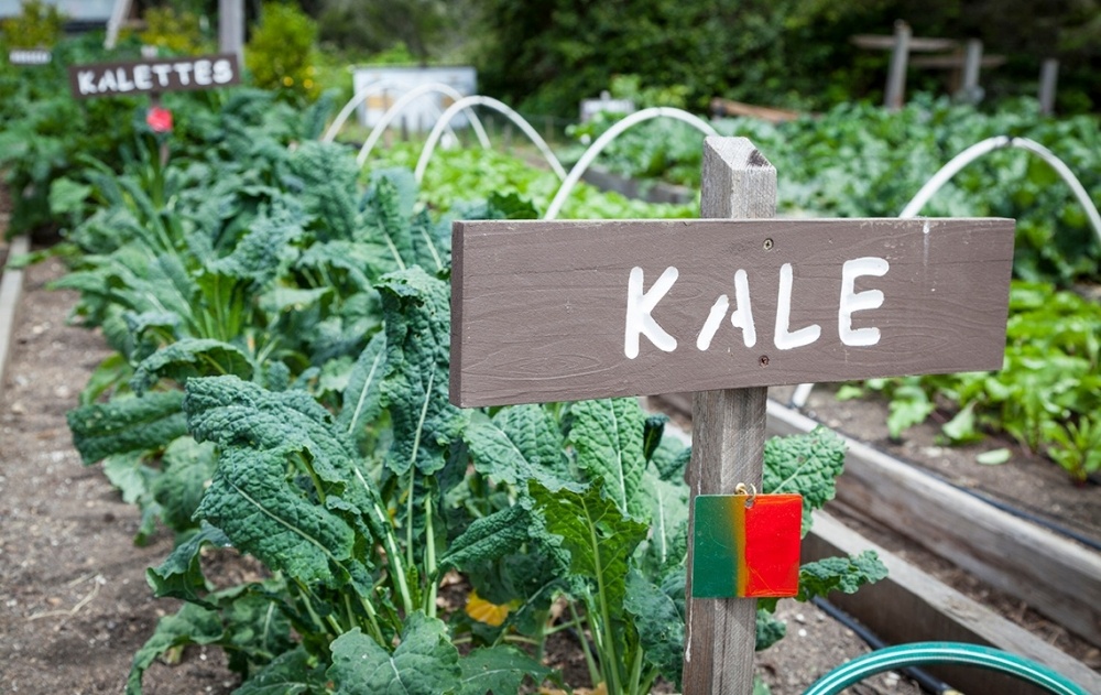 Kale_Featured-933021-edited.jpg