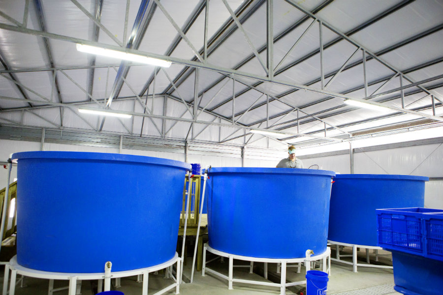 900_big_tanks_aquaponics.jpg