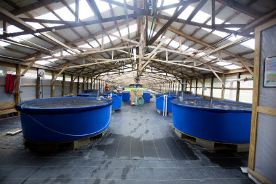 Inside_aquaponics_greenhouse.jpg