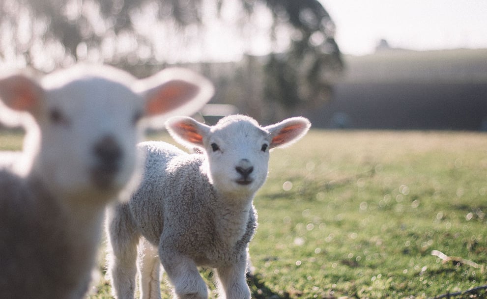 Small Farm Goats