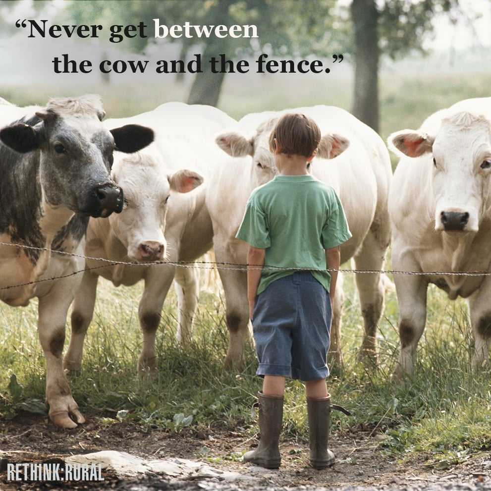 Dads Advice Cow and Fence.jpg