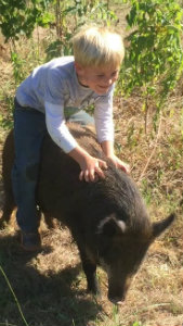 Hobby-Farm-Riding-a-pig.jpg