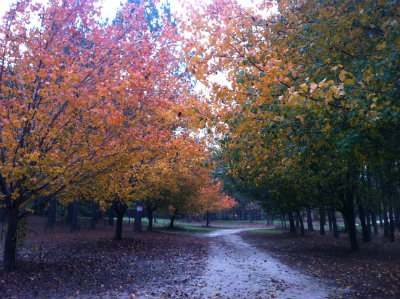Hobby-Farm_Tree_Lined_Driveway.jpg