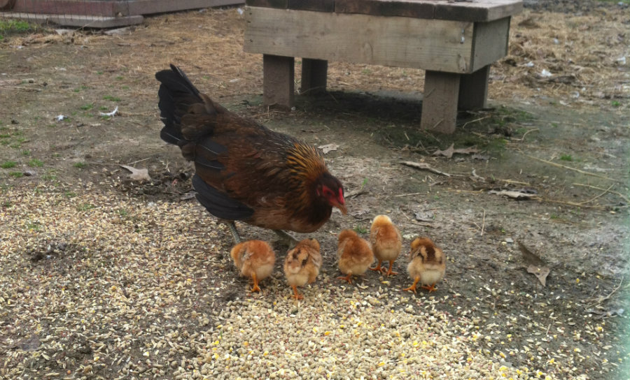 Hobby_Farm_Chickens.jpg