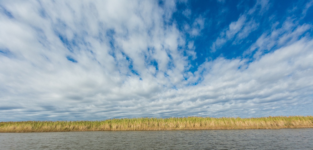 Louisiana Bayou Preservation.jpg