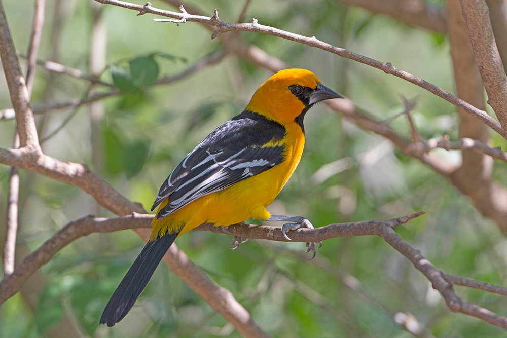 Altamira Oriole Texas.jpg