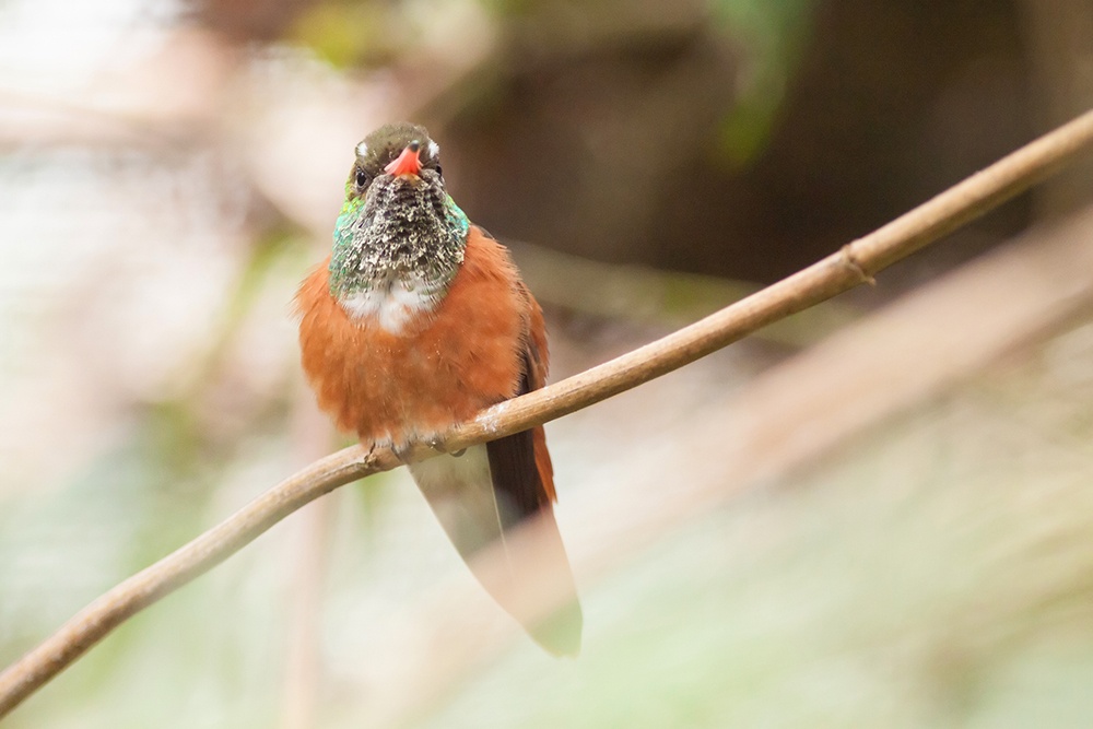 Buff Bellied Hummingbird Texas.jpg