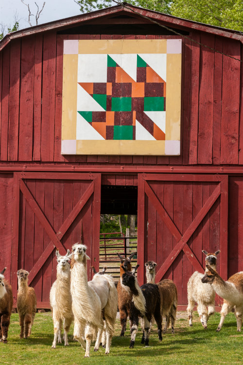 Quilt_barn_with_llamas.jpg