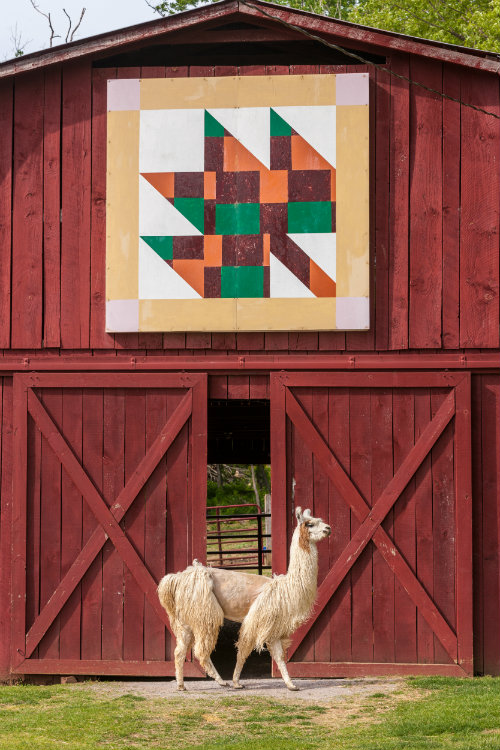 llama_by_quilt_barn_500.jpg