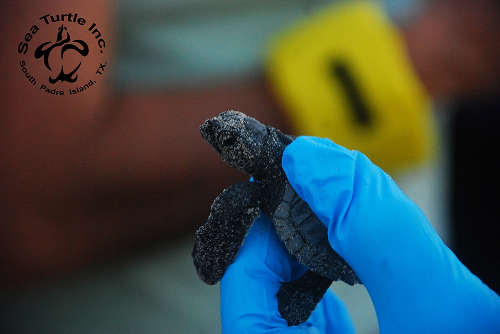 Sea Turtle Inc hatchling.jpg
