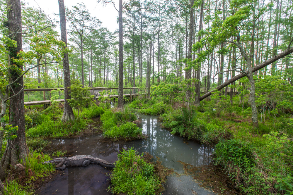 Alligator_Alley_View_of_Boardwalk.jpg