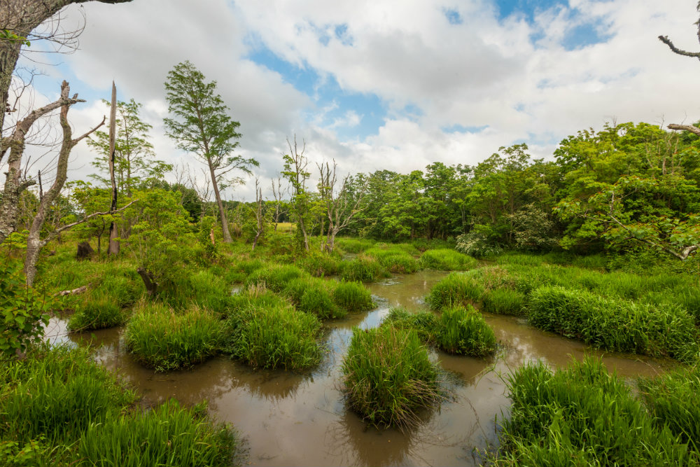 Alligator_Alley_Wetlands.jpg